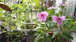 长春花