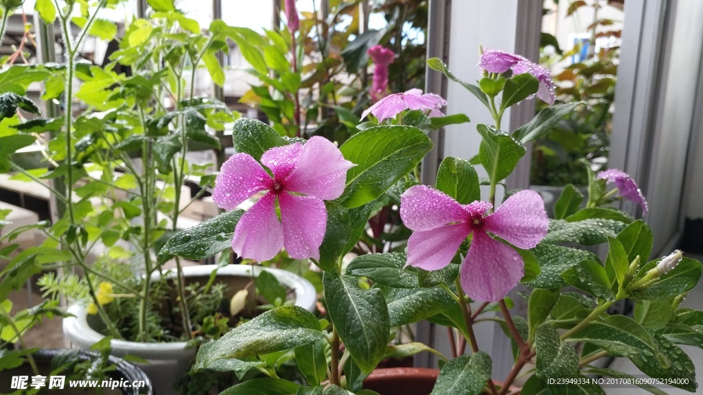 五指山叁 长春花 鸡冠花