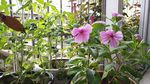 箭叶秋葵 长春花