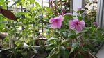 箭叶秋葵 长春花