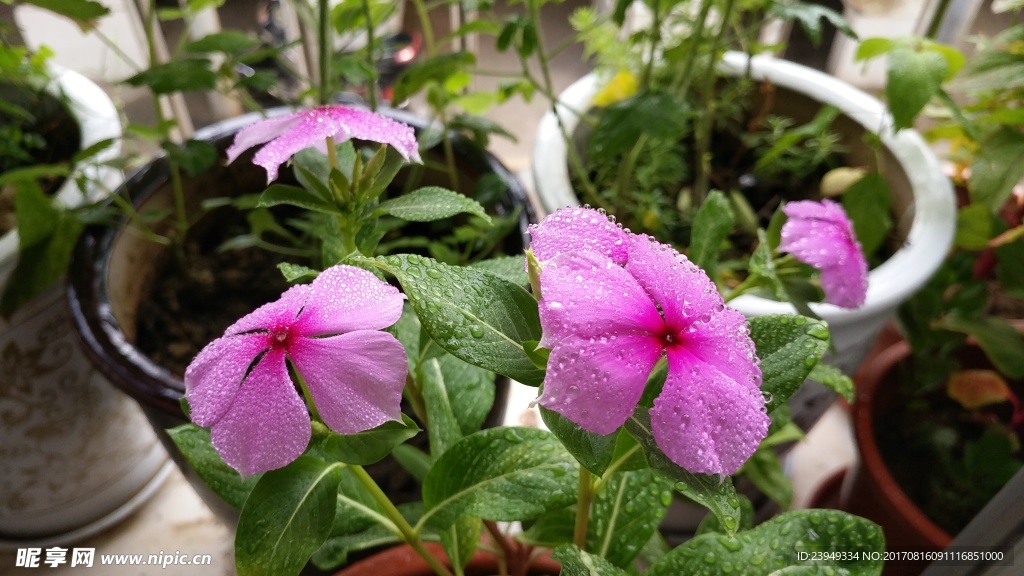 长春花