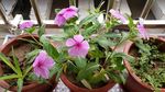 长春花