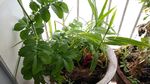 狼牙草