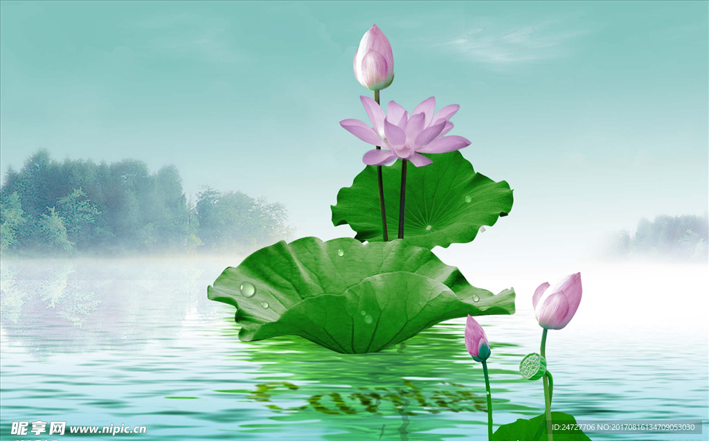 荷花图