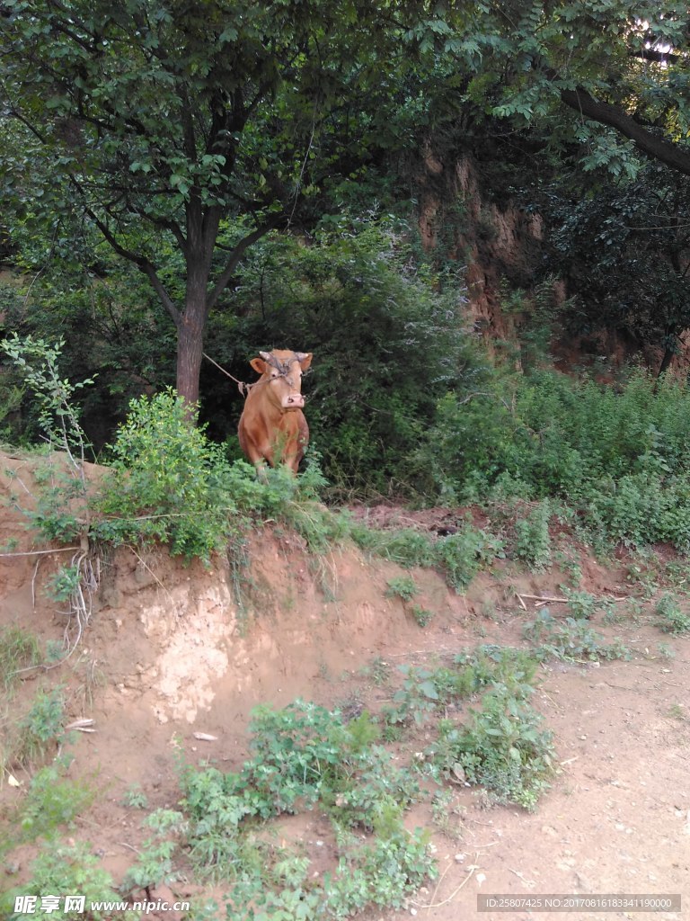 黄牛