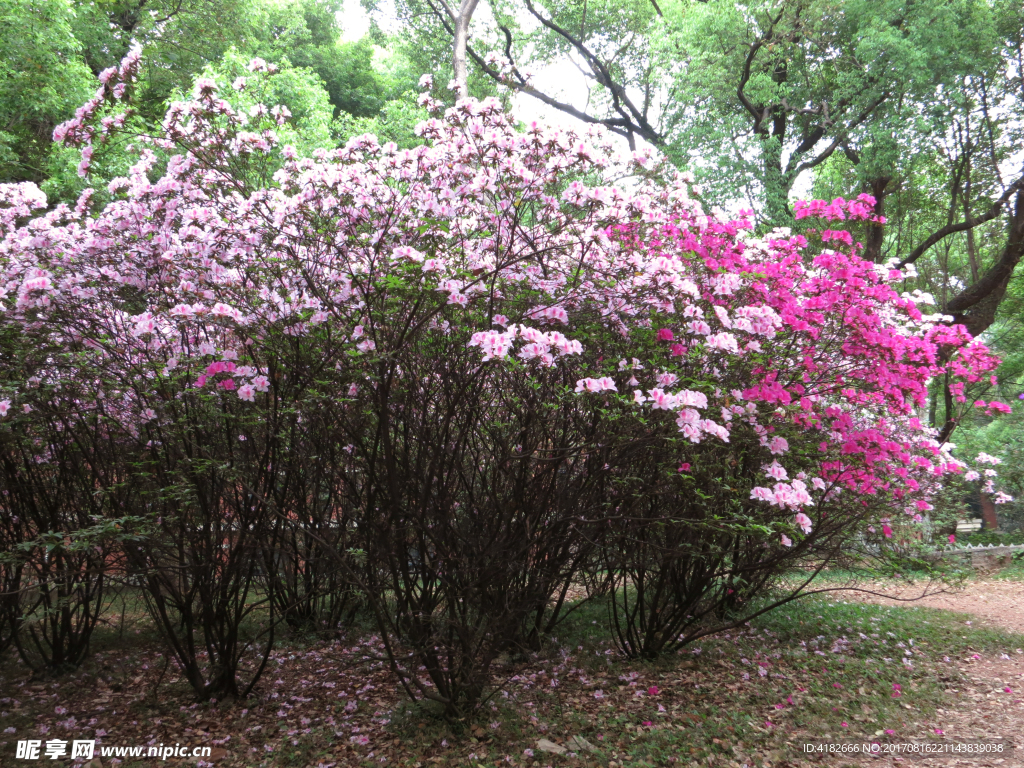 盛开的粉色杜鹃花丛