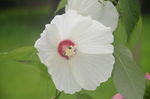 芙蓉葵