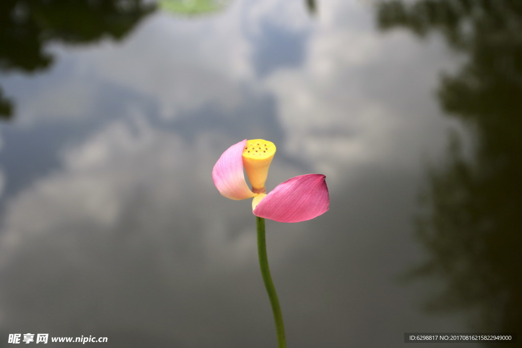 荷花