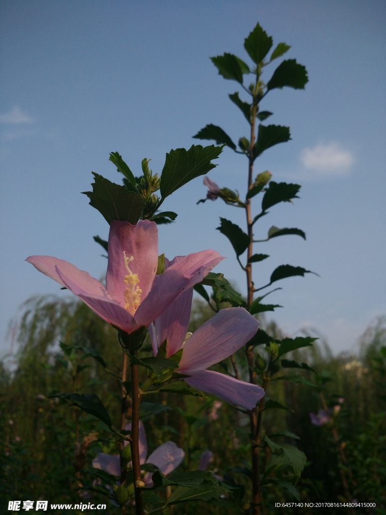 木槿