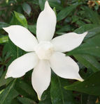 单朵桅子白花