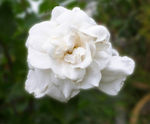 大朵栀子花