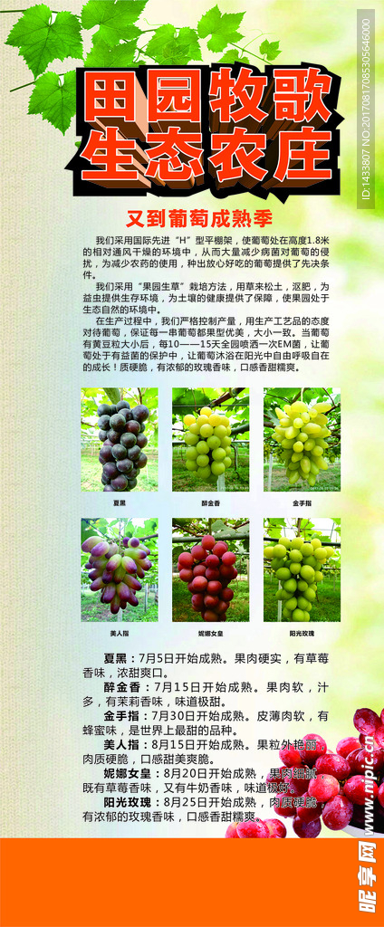 葡萄展架