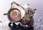 贝壳