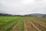 田地