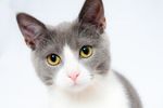 猫咪