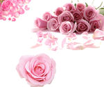 玫瑰花