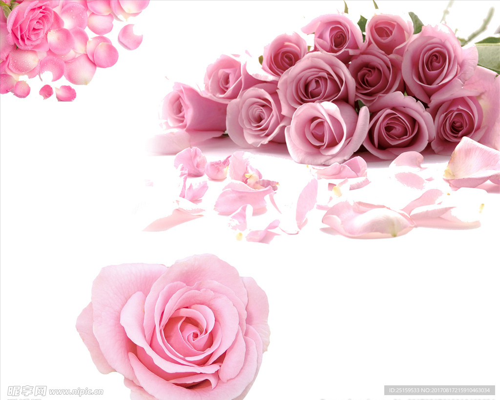 玫瑰花