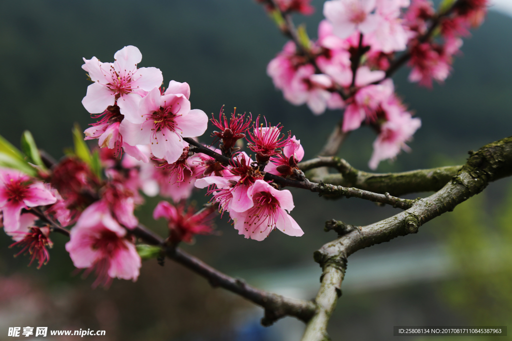 桃花