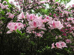 粉红色杜鹃花丛