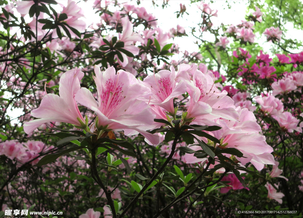 粉红色杜鹃花