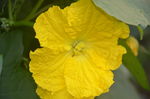 丝瓜花