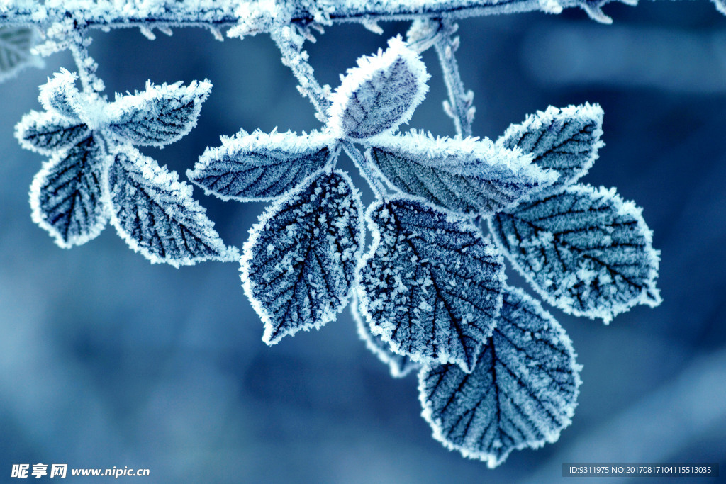 霜冻叶子