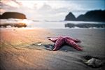 海星