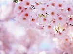 粉色樱花