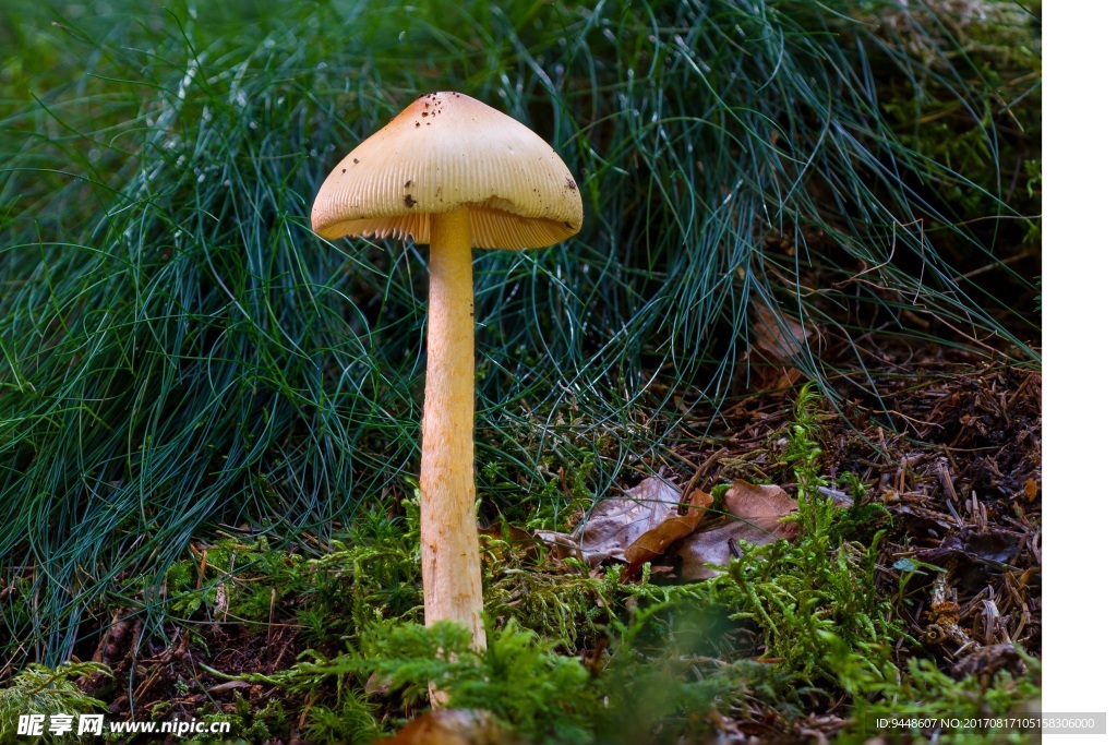 森林伞状蘑菇图片