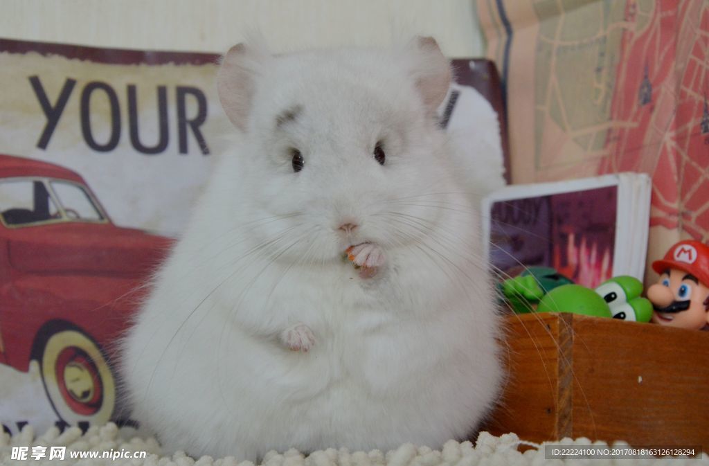 白色龙猫