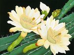 大师油画作品欣赏