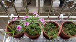 长春花