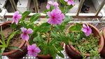 长春花
