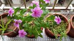 长春花