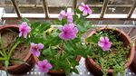 长春花