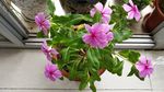 长春花