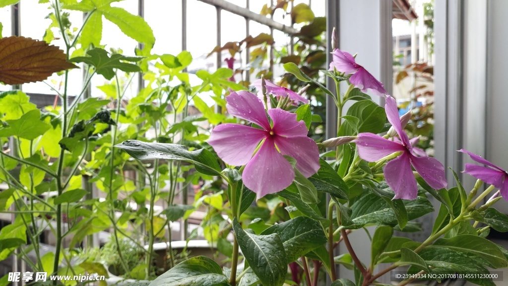 长春花