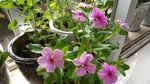 长春花