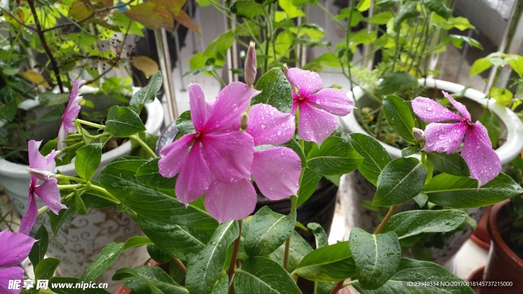 长春花