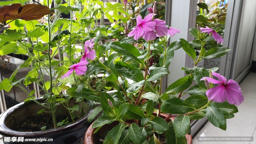 长春花