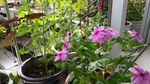 五指山叁 长春花 鸡冠花