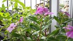 长春花