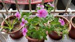 长春花