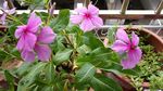 长春花