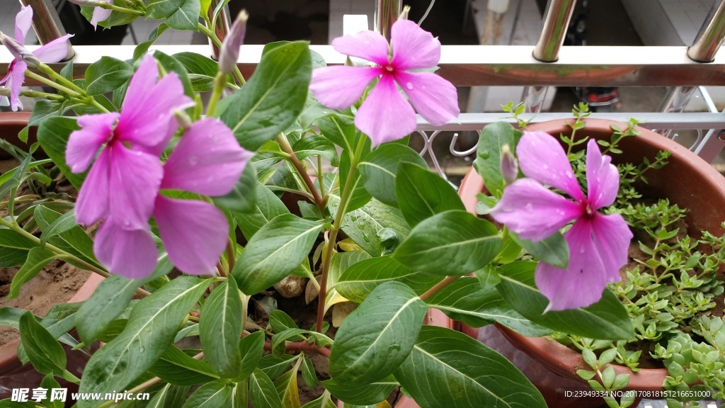 长春花