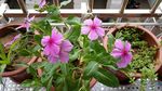 长春花