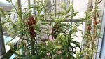 赶黄草花花