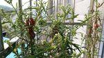 赶黄草花花