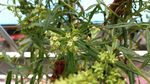 赶黄草