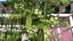 赶黄草花花